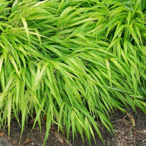 HAKONECHLOA 